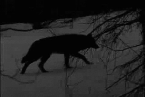 黑夜中行走在雪地里的大灰狼GIF图片