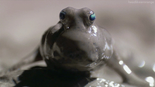 污泥里的青蛙GIF图片