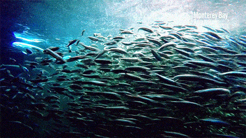 深海大鱼群GIF图片:鱼群