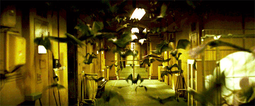房间的走廊上飞满了蝙蝠动态图片:蝙蝠