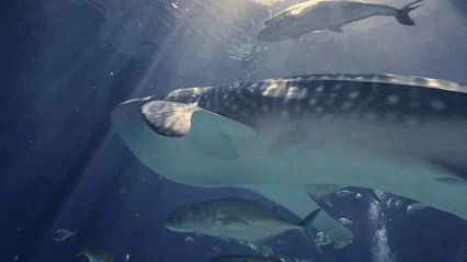 海洋馆里的大鲨鱼游来游去GIF图片