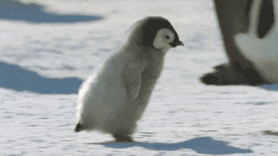 小企鹅快速的走路gif图片:小企鹅