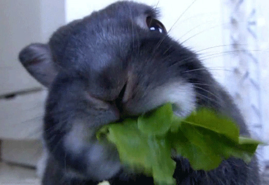 小兔子吃青菜gif图片:小兔子