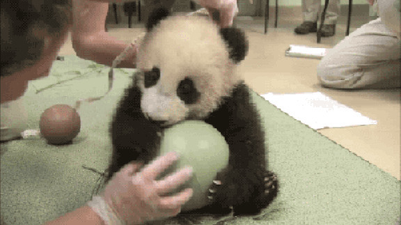 爱玩的小熊猫GIF图片:熊猫