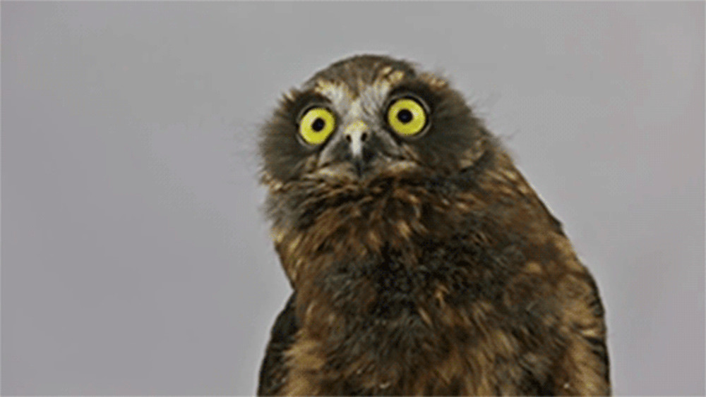 秃顶的猫头鹰GIF图片:猫头鹰