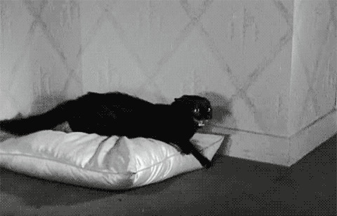 大黑猫后退动态图片:黑猫