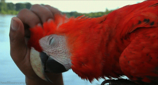 一只可爱的红色鹦鹉GIF图片:鹦鹉