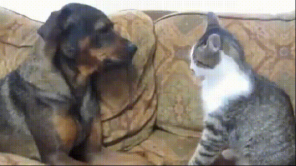 猫猫用爪子抓狗狗动态图片:猫猫