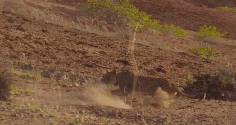 长颈鹿用蹄子踢豹子GIF图片