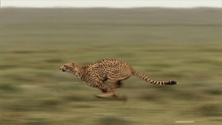 草原上急速奔跑的豹子GIF图片