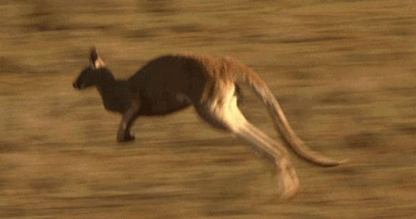 袋鼠奔跑GIF图片:袋鼠