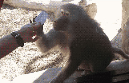 变魔术逗猴子GIF图片