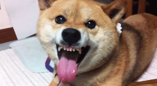 狗狗伸着长长的舌头GIF图片