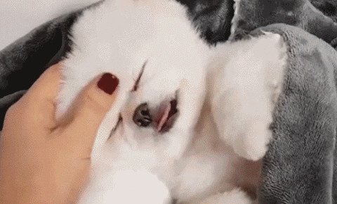 神奇的小狗狗睡觉GIF图片