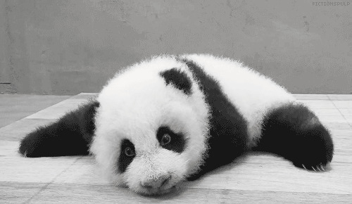 小熊猫躺在地上装睡觉fig图片:熊猫