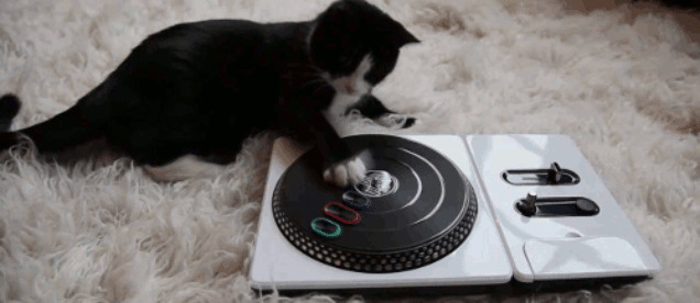 可爱的小猫猫玩音乐GIF图片:猫猫