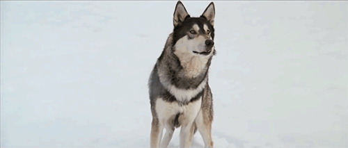 雪地中的孤狼gif图片