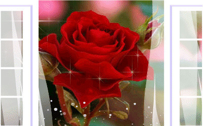 娇嫩红玫瑰gif素材图片