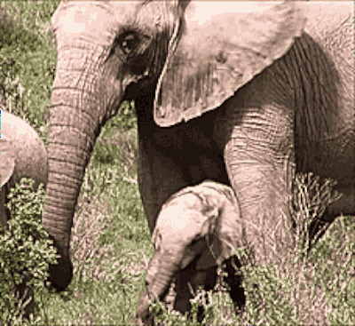 大象和小象gif图:象群