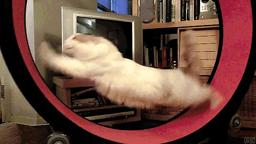 猫咪跑圈圈动态图:猫猫