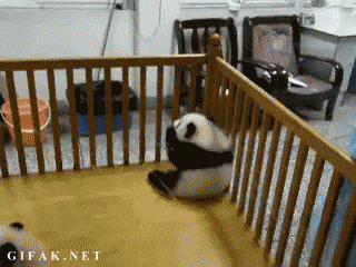 小熊猫逃跑搞笑图片