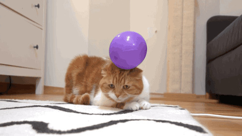 猫咪顶个球动态图:猫猫