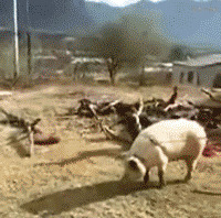 杀猪人受伤搞笑图片