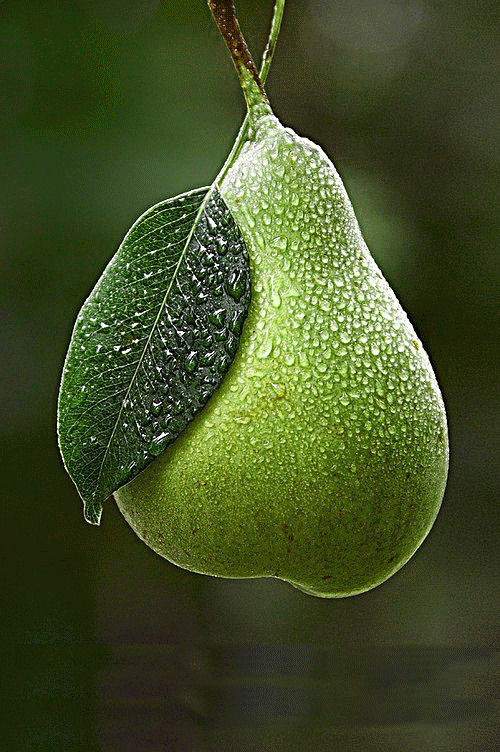 滴水的果梨gif图:水果