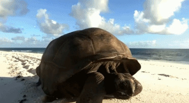 海龟沙滩爬行gif图:海龟