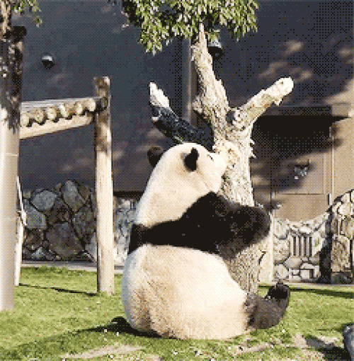 大熊猫爬树动态图:熊猫
