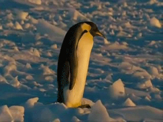 企鹅走路跌倒动态图:企鹅