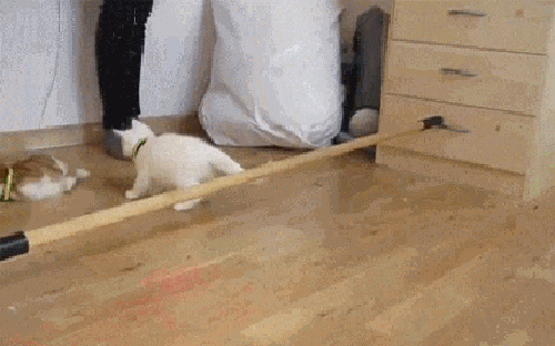 猫咪跨栏杆动态图:猫猫