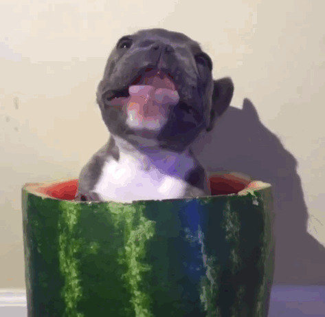 狗狗想吃西瓜gif图