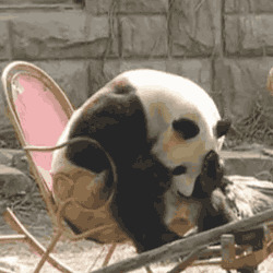 大熊猫打盹搞笑图片:熊猫