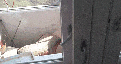 猫咪趴窗跌倒搞笑图片:猫猫