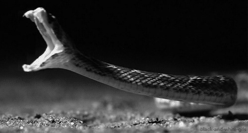 巨蟒张牙动态图:蟒蛇