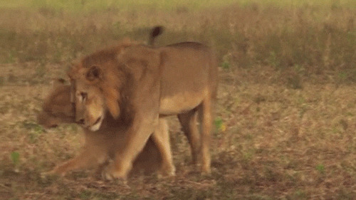 两头狮子亲热动态图:狮子