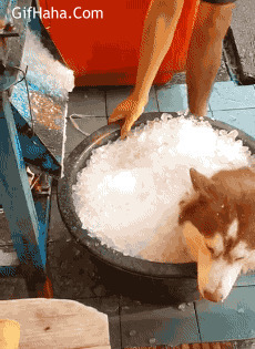 狗狗碎冰消暑搞笑图片:狗狗