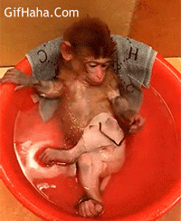 爆酷小猴子搞笑图片
