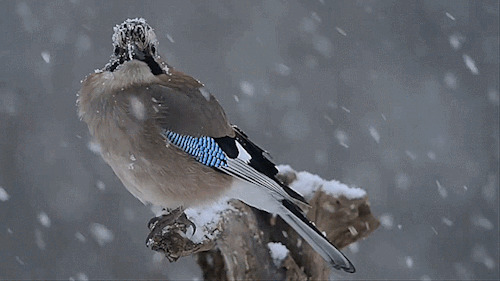 暴雪中的小鸟动态图:小鸟