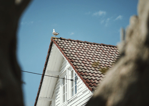 屋顶上的小鸟卡通图片:小鸟