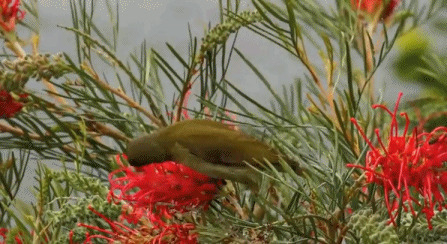 花丛长嘴鸟动态图:小鸟