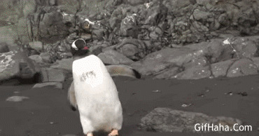 海狮的惨叫搞笑图片:企鹅