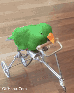 鹦鹉踩单车搞笑图片:鹦鹉