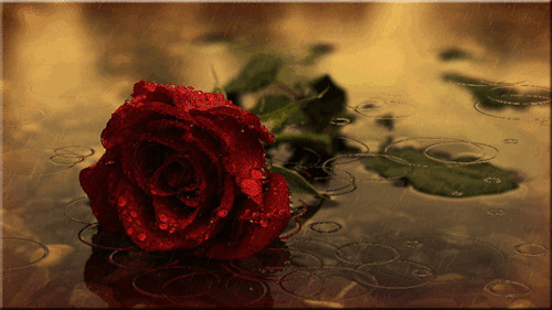 水池玫瑰花动态图片:玫瑰花