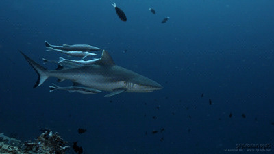 深海大鲨鱼动态图:鲨鱼