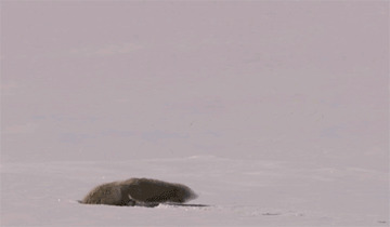 狐狸钻雪动态图片:狐狸