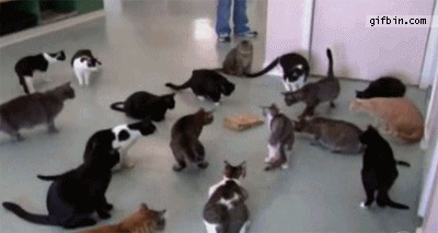 一群受惊的猫搞笑图片