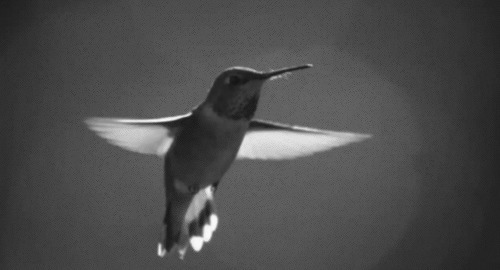 小鸟挥舞翅膀gif素材图片:小鸟
