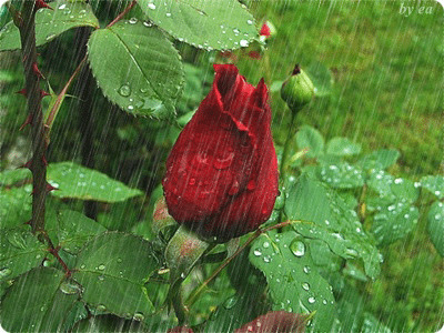 鲜花雨中含苞待放闪图:鲜花